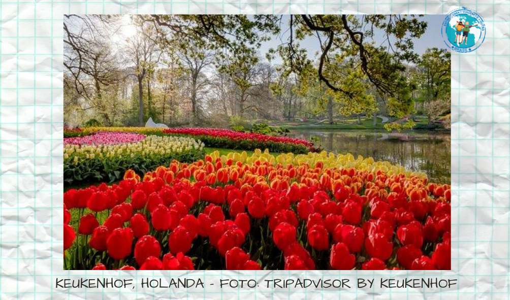 O Keukenhof é o maior parque de tulipas do mundo e só fica aberto durante 8 semanas para visitação.